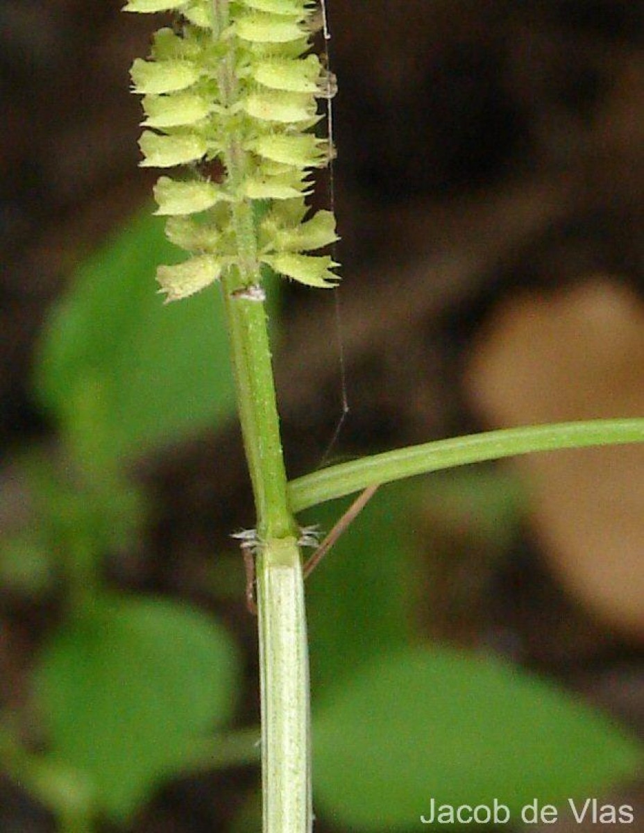 Basilicum polystachyon (L.) Moench